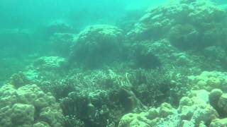 1030429 13帛琉~海立方 體驗潛水 繼民嘉玲