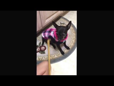 Come rovinare un chihuahua