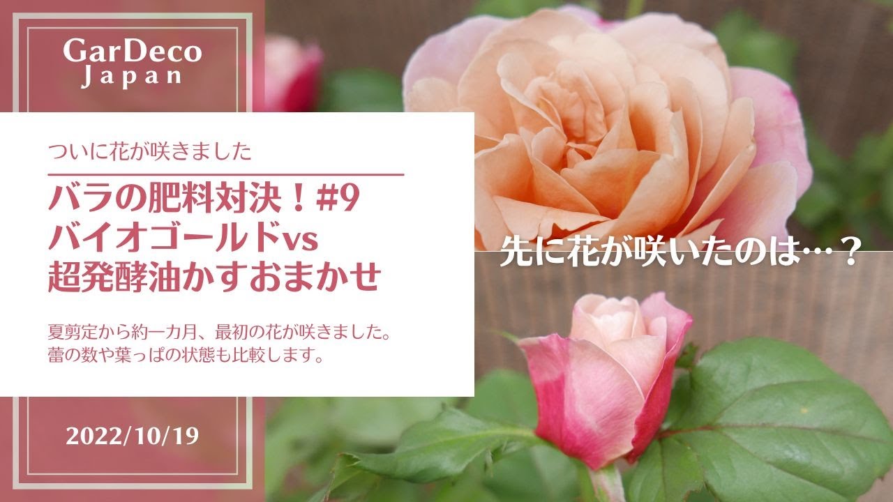 カリメロ花子　フォロー割 小鳥りここ on X