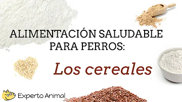 ¿Qué cereales pueden comer los perros?