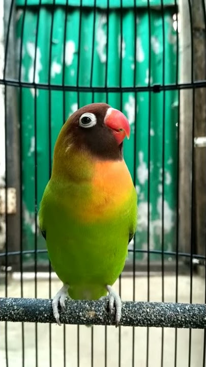Lovebird BC ngekek panjang