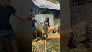 Download Lagu Dapat rezeki #comedy #komedilucu MP3