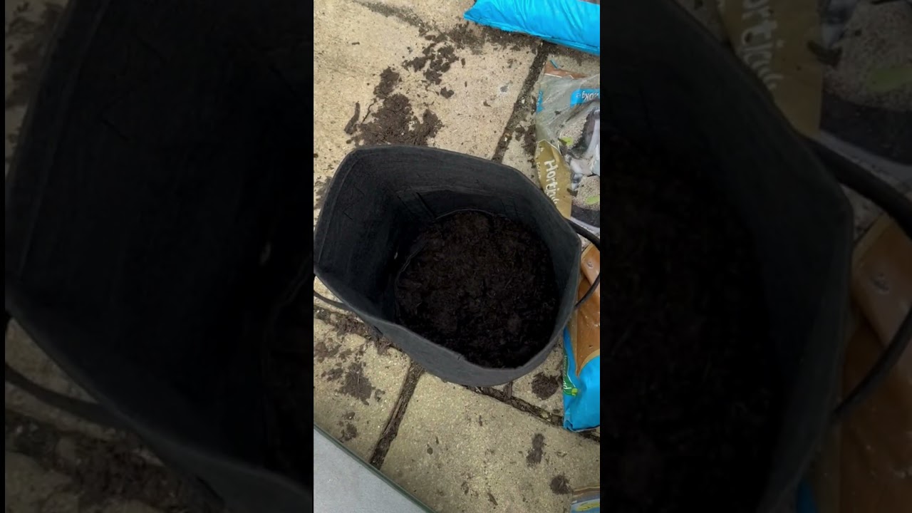 Watch Plant Some Potatoes With Me  #shorts on YouTube