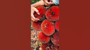 Unveiling the Secrets of the RED Durian Fruit