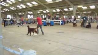 Thendara Pot Noodle a Junior dog by thendara show dogs 244 views 12 years ago 2 minutes, 31 seconds