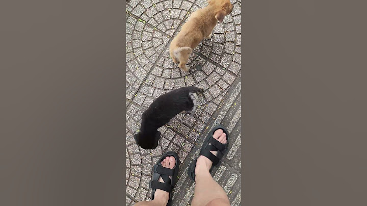 Questi 2 cuccioli vietnamiti mi adorano 😍🐶🐶