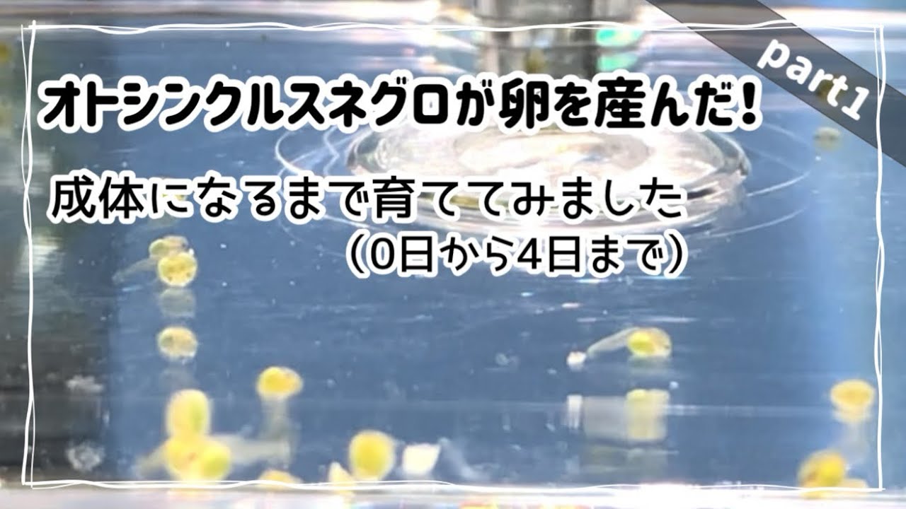 【part①】オトシンクルスネグロの稚魚を育ててみました