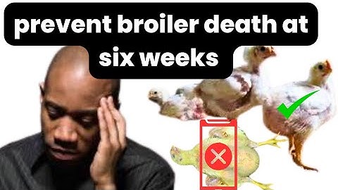 How to stop broilers death at 5 to 6 weeks. Chicken, chicken died, chicken death, broiler chicken,