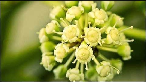 A. Vivaldi: Dresden concerto for violin, strings & b.c. in D major (RV 228) / Accademia Filarmonici