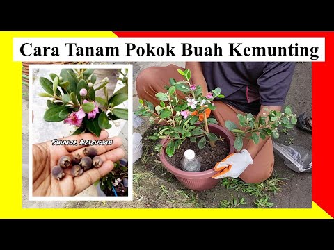 Video: Pokok Hiasan Mempunyai Buah: Adalah Buah Dari Pokok Hiasan Sedap Dimakan