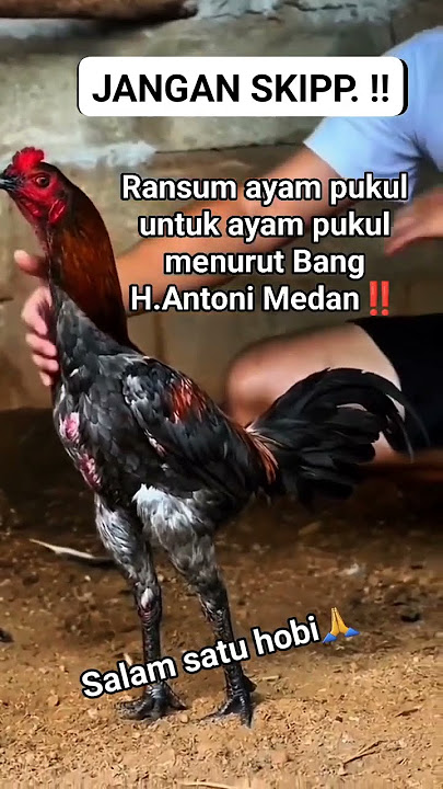 tips pakan ayam puk*l #ternakbangkok #ayambangkokimport #pecintaayam