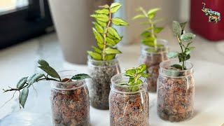 видео: Как укоренить хойи , не одними орхидеями едиными 😂🫶🏻🌸🤫 #phal #хойя #зимнийсад картинка: Как укоренить хойи , не одними орхидеями едиными 😂🫶🏻🌸🤫 #phal #хойя #зимнийсад