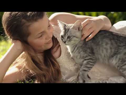 Broadline for cats | by Boehringer Ingelheim India