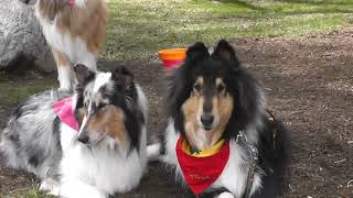 RoughCollie meeting：ラフコリー山中湖オフ会inWoof20210408 by shylphmaster 1,238 views 3 years ago 14 minutes, 18 seconds