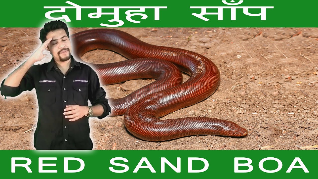 fortnite epic games red sand boa | for our nature saving tube