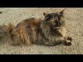 Beautiful Brown Cat | Nature Life