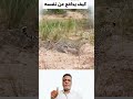 لحظة لا تصدق نمر يواجه ورلا يدافع بضربات ذيله القوية ترند Shorts 