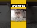 見た目が変な猫 猫 ペット 見た目が変な猫 猫 ペット