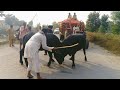 2 sand bigg entertainment fight on the road ll by naeem mayo