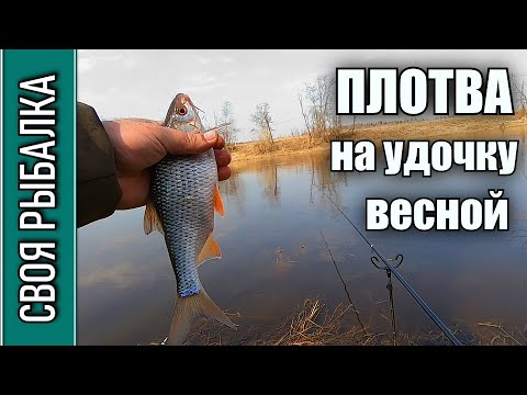 Ловля плотвы на удочку весной со ДНА!