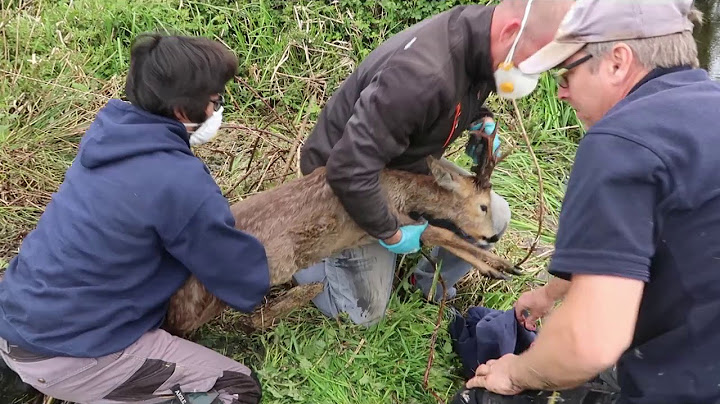 Alberta fish and wildlife injured animal