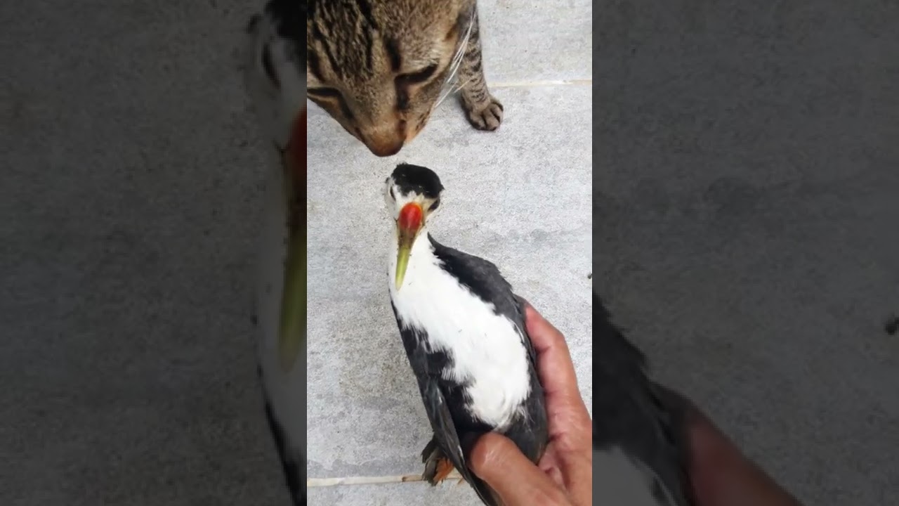 white-breasted waterhen(Amaurornis phoenicurus)cause of death: not the 21 cute killers 