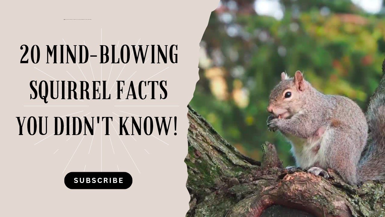 20 Mind-Blowing Squirrel Facts You Didn't Know!#SquirrelFacts # ...