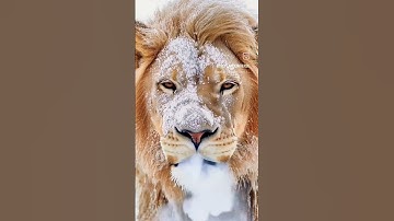 بسم الله الرحمن الرحيم ربنا أتمم لنا نورنا تلاوة عطرة بصوت جميل إستمع إلى الآية الكريمة وقل الحمدلله