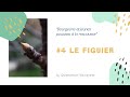 Extrait De Bourgeon De Figuier