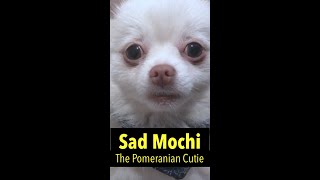 ❤️ 𝐆𝐨𝐫𝐠𝐞𝐨𝐮𝐬 𝐏𝐨𝐦𝐞𝐫𝐚𝐧𝐢𝐚𝐧 🐶 | Sad Pomeranian Dog Video | #Shorts