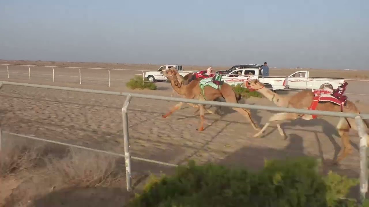 الشوط 9…(ذي قار) لـ ناصر بن خميس الزرعي 2:15