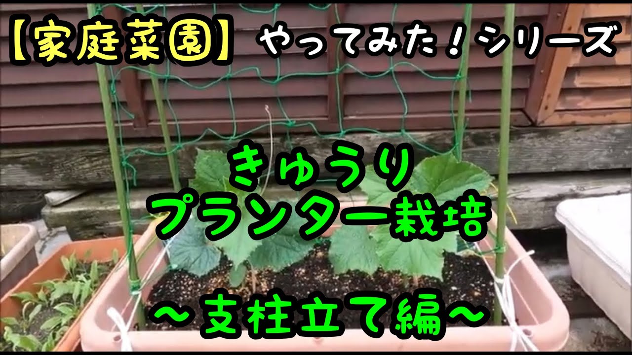 【家庭菜園】きゅうり栽培〜支柱たて編〜(2021.6.16)