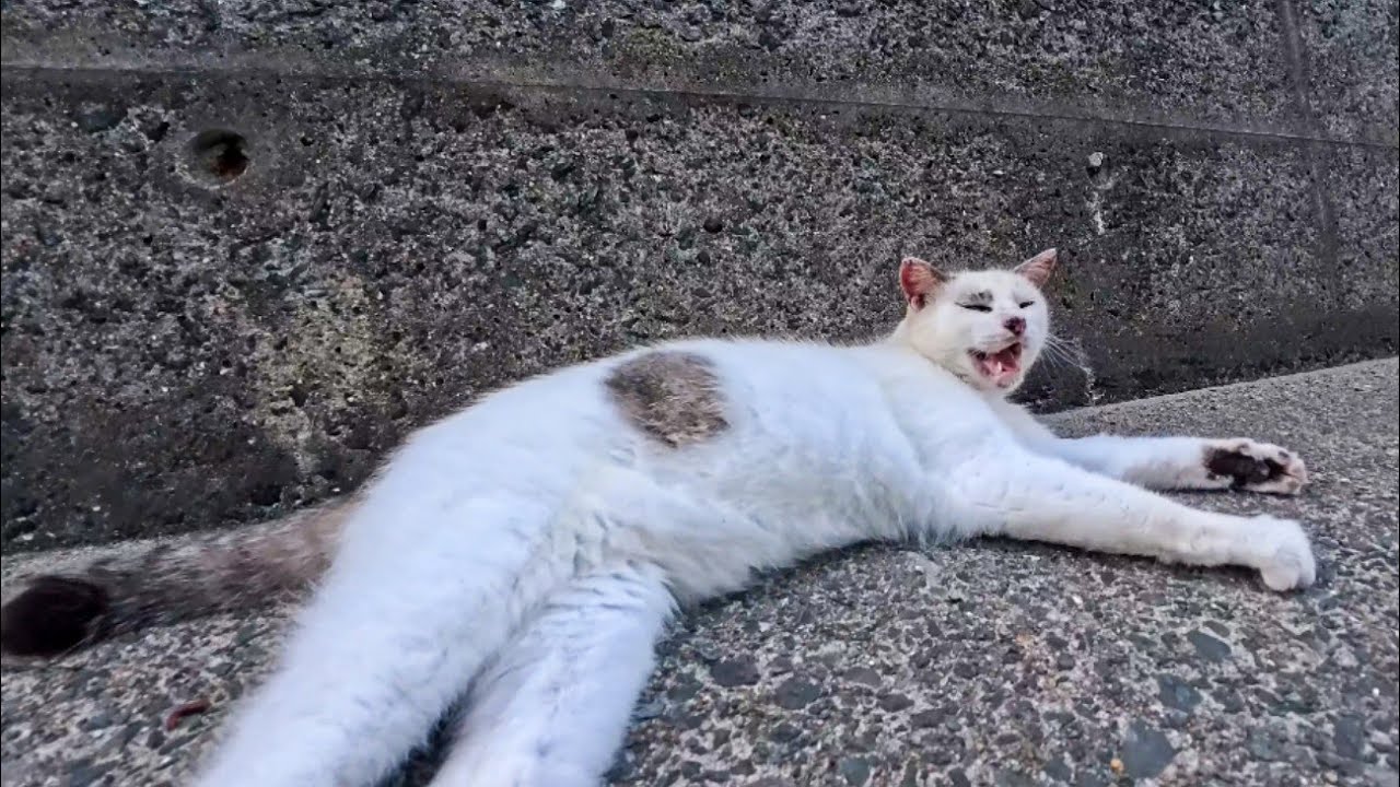 This Friendly Cat Always Greets Me… But Today It Fell Asleep Right