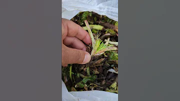 Kenger Dikeni Kenger şifalıbitkiler Kengersakızı Gundeliatourneforti Köyhayatı Nature Diken 