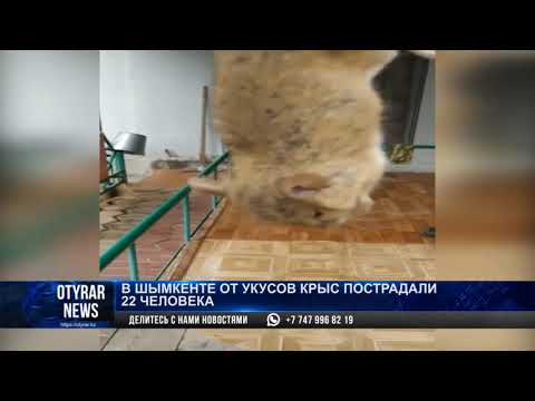 В Шымкенте от укусов крыс пострадали 22 человека