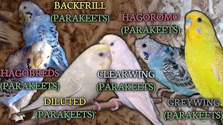 SUCCESS PARAKEETS BREEDING (Low to HIGH MUTATIONS) Must watch...helping TIPS