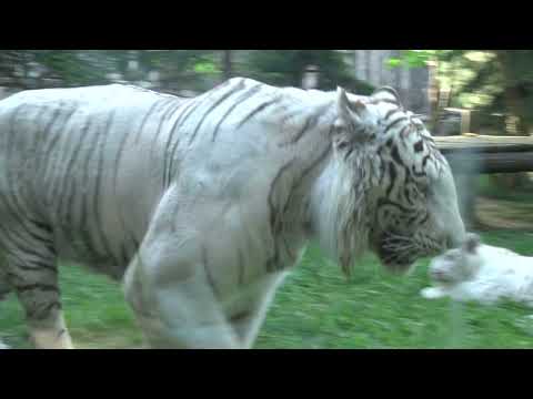 TIGRE BLANC (ZOO AMNEVILLE- MOSELLE- FRANCE)