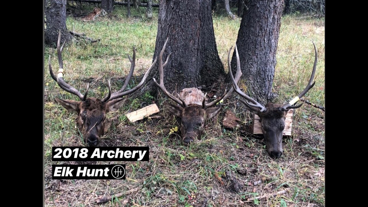 2018 General Season Archery Elk Hunt On Public Land - YouTube