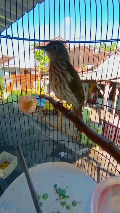 Burung Siri-siri Gacor #shorts