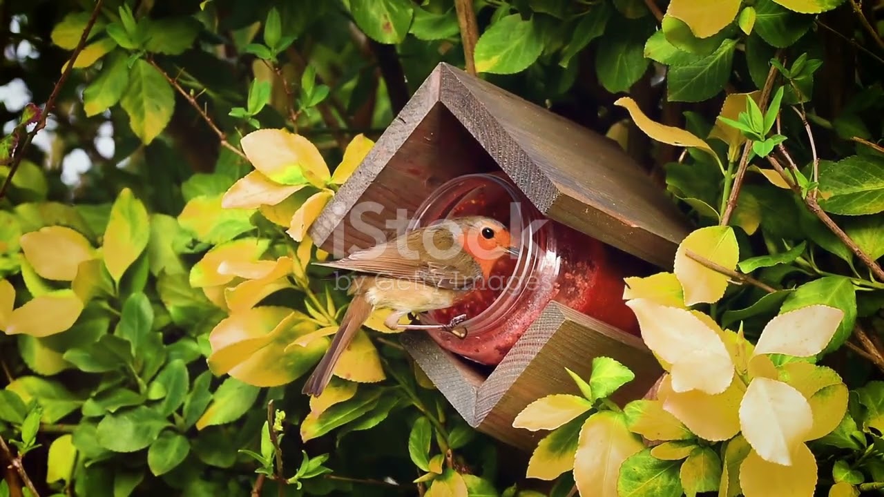 Birdwatching in Belgium: Top 10 Sky Animals You Can Spot 