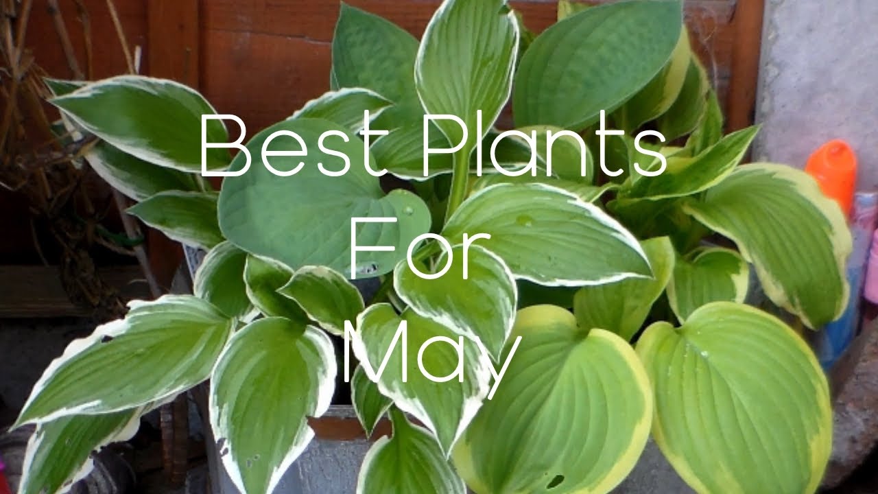 THE BEST PLANTS IN MAY YouTube