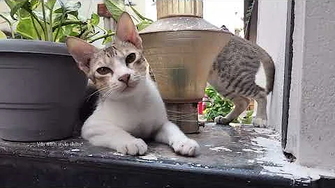 Video 10362101: hilarious animal compilation, funniest cats