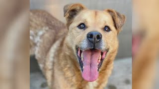 Chicago Animal Care and Control hosting 'Help A Shelter Pet Bloom' event