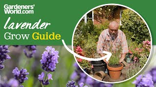 Growing and caring for lavender plants | David Hurrion screenshot 1