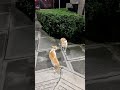Cat Fight 
