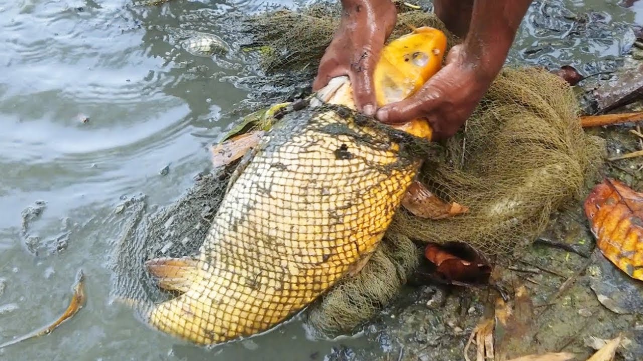 Amazing Unique Fishing Videos ৷৷ Amazing Muddy Water Fishing ৷৷ Viral Technique