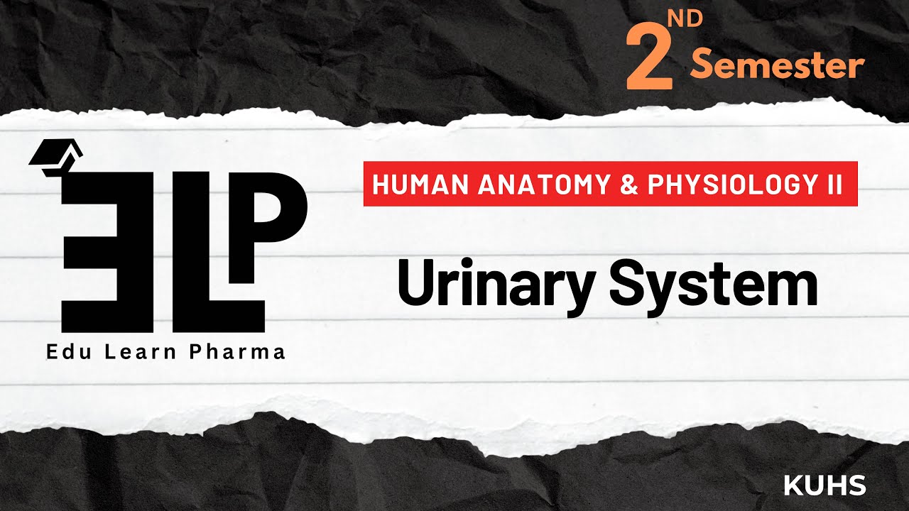 Urinary System | Human Anatomy & Physiology II | Second Semester | B Pharm
