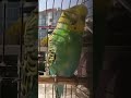 Muhabbet Kuşu Sesi |doğa|#birds #talkingparot #budgies #birdsong