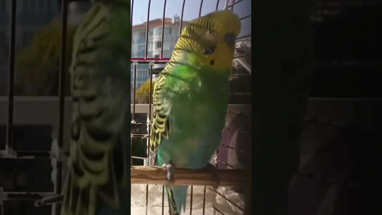 Muhabbet Kuşu Sesi |doğa|#birds #talkingparot #budgies #birdsong