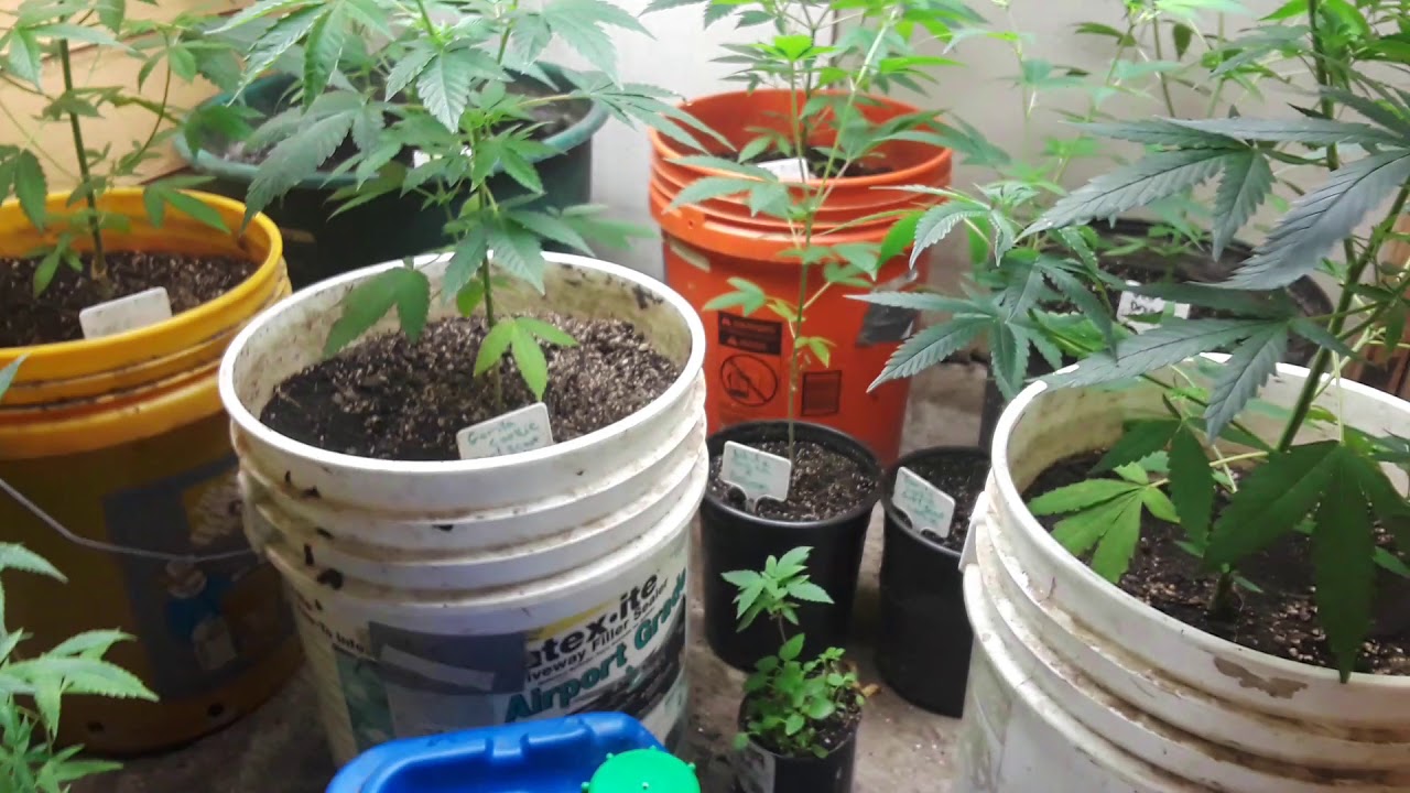 How to grow with fish s*** and Sweet Leaf nutrients